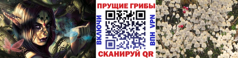 наркошоп  Знаменск  Галлюциногенные грибы Psilocybe 